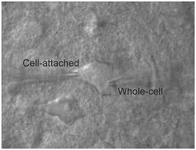 On the accuracy of cell-attached current-clamp recordings from cortical neurons